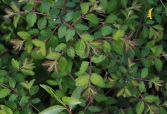 Śnieguliczka Chenaulta 'Hancock'